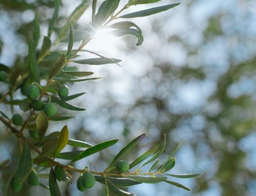 Studio delle possibili Innovazioni Tecnologiche delle Olive Verdi da Tavola: Picholine, Sant’Agostino e Bella di Cerignola, approvato dal Ministero dell’Istruzione, Università e Ricerca (anno 2000-2002)